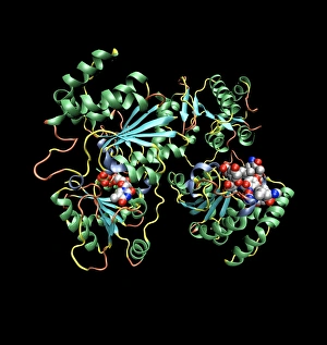 Drucke von Vancomycins Antibiotikumwirkung Computermodell zeigt die Sekundenstruktur der Enzymglykosyliertransfaser (Spiralen und Röhren) Bilder Datiert 2006 September: Wirkung von Vankomyzin als Antibiotikum