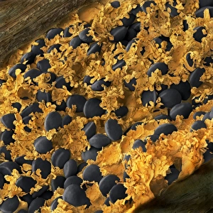 Drucke von Vanillekornchen, farbender Scanning Elektronenmikroskop (SEM). Schnitt durch ein Vanilleschoten (Vanilla planifolia), wobei die schwarzen Samen und das Parachymatistisch vorhanden sind Bilder Datiert 2009 Januar: Vanillekornchen, SEM