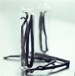 Vanilla Pods Drucke: Vanilla pods