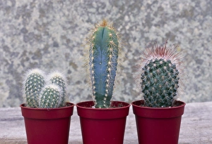 Succulent Garden Ideas Drucke: Variety of cacti