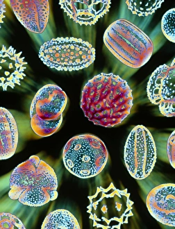Pollen Grains SEM Drucke: Various pollen grains