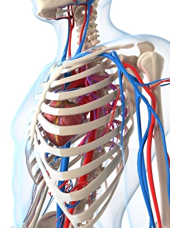 Blood Vessel Illustration Drucke: Vascular system, artwork