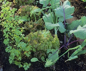 Drucke von Garten mit Gemüse Bilder Datiert 2005 Oktober: Gemüsegarten