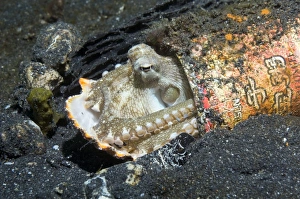 Veined Octopus Drucke: Veined octopus