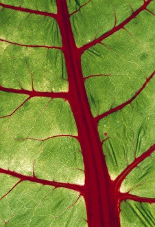 Leaf Vein Structure Drucke: Veins in chard leaf