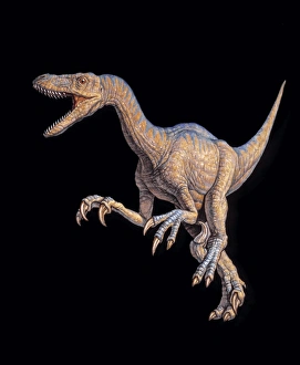 Late Cretaceous Period Dinosaurs Drucke: Velociraptor dinosaur