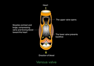 Blood Circulation System Drucke: Venous valve, artwork