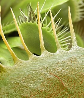 Drucke von Venusfliegenfalleblätter. Farbige Rasterelektronenmikroskopaufnahme (SEM) von spitzigen Blattfallen aus einer Venus-Fliegenfalle-Pflanze (Dionaea muscipula) Bilder Datiert 2003 August: Sumpfblätter von Venus, SEM