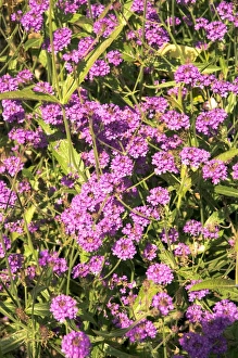 Drought Tolerant Plants Drucke: Verbena rigida