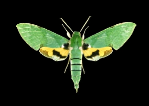 Drucke von Grüner Sphinxameisenfalter (Euchloron megaera). Dieses Exemplar stammt aus der Mughese-Wald, Nordmalawisch Bilder Datiert 2011 Oktober: Grüner Sphinxraubmückenschwanz