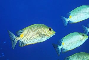 Drucke von Die Vermikulationsschweiffußfisch (Siganus vermiculatus), auch als Labyrinthrattenfisch bekannt ist und giftige Schuppen an seinen Flossen hat Bilder Datiert 2004 September: Röhrenschwanzfisch