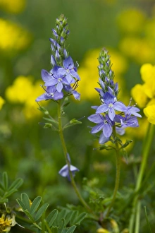 Veronica Teucrium Drucke: Veronica teucrium