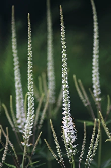 Bilder Datiert 3. Februar 2011: Veronikastrümpfe Frühlingsnebel