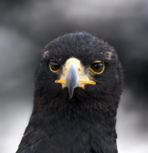 Large Bird Of Prey Drucke: Verreauxs eagle