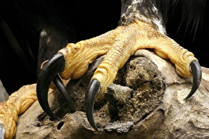 Birds With Sharp Talons Drucke: Verreauxs eagle talons