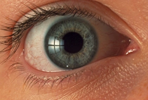 Visual Sense Organs Drucke: Front view of human eye