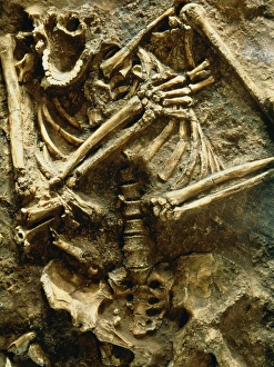 Drucke von Blick auf das Skelett eines Neandertalers Bilder Datiert 2003 April: Blick auf das Skelett eines Neandertalers
