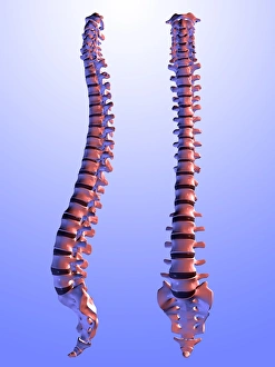 Human Spine Anatomy Drucke: Two views of the human spine