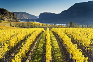 Autumn Vineyard Scene Drucke: Vineyard, Canada