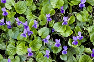 Viola Odorata Drucke: Viola odorata (Sweet Violets)