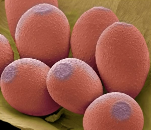 Plant Reproductive Structures Drucke: Viola sp. seeds, SEM