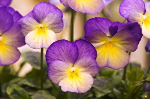 Flower Photography Drucke: Viola Starry Night