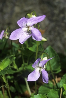 Purple Wildflowers Drucke: Viola suavis