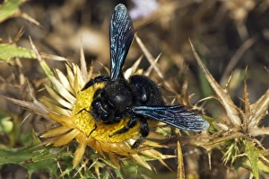 Violet Carpenter Bee Drucke: Violet Carpenter Bee