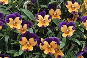 Drucke von Zwiebeln ( Viola cornuta ) oder Orangensorbert mit dem Duett . Die Sorten von Sorbets sind sehr widerstandsfähig gegen kaltes Wetter Bilder Datiert 2004 Dezember: Violets