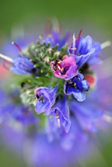 Wildflower Photography UK Drucke: Vipers Bugloss (Echium vulgare)