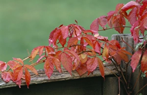 Parthenocissus Quinquefolia Drucke: Virginia creeper