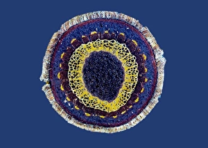 Polarised Light Microscopy Images Drucke: Virginia creeper stem, light micrograph