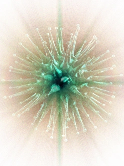 Microbiology Images Drucke: Virus, computer artwork
