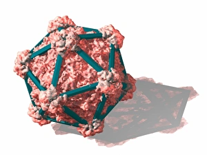 Computer Generated Viruses Drucke: Virus structure, conceptual artwork