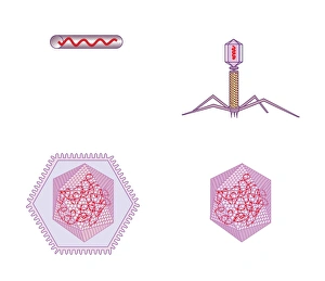 Drucke von Virenstrukturen. Computergebild mit der Struktur von drei verschiedenen Arten von Viren dargestellt: Bakteriophage (oben rechts) Bilder Datiert 2010 Juli: Virenstrukturen, Kunstwerk