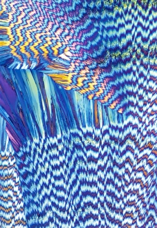Polarised Light Microscopy Drucke: Vitamin B1 crystals, light micrograph