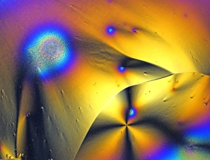 Vitamin C Crystals Drucke: Vitamin C, polarised light micrograph