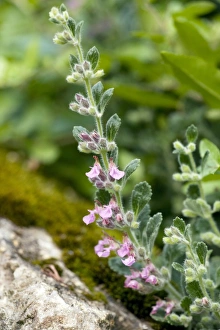 Herbal Medicine Uses Drucke: Wall germander (Teucrium chamaedrys)