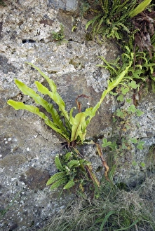 Asplenium Scolopendrium Drucke: Wall-rue (Asplenium scolopendrium) C016 / 4367