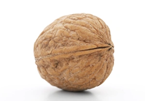 Walnut Tree Drucke: Walnut