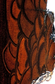 Walnut Tree Bark Drucke: Walnut bark