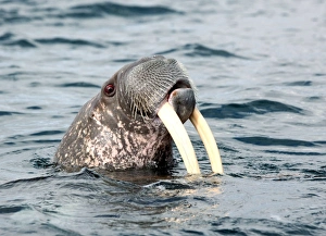Arctic Marine Mammals Drucke: Walrus