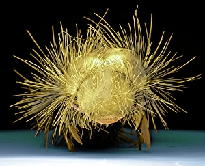 Scanning Electron Micrograph SEM Images Drucke: Wardrobe beetle larva, SEM