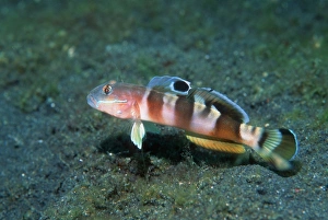 Tropical Fish Indonesia Drucke: Wards sleeper goby