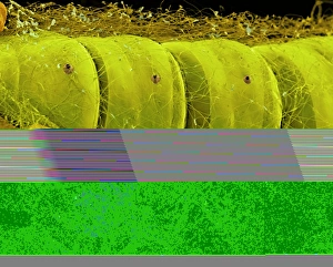 Scanning Electron Micrograph SEM Images Drucke: Warehouse moth larva, SEM