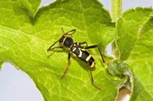 Longhorn Beetles In Nature Drucke: Wasp beetle on a leaf C016 / 4712