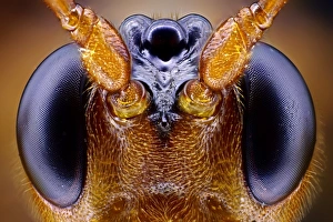 Drucke von Bienenkopf. Näherung eines Bienenkörpers (Reihenfolge Hymenoptera), der seine großen Komplexaugen (schwarz, links und rechts) zeigt. Vergrößerung: x46 wenn gedruckt 10 cm breit Bilder Datiert 2012 Oktober: Bienenkopf