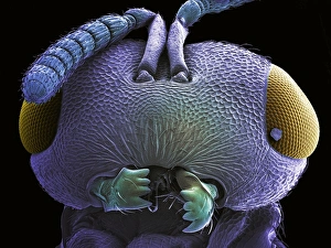 Drucke von Wespenschädel. Farbiger Rasterelektronenmikroskopbild (SEM) eines Wespenschädels (Reihenordnung Hymenoptera). Seine großen Komplexaugen (gelblich) liegen auf jeder Seite seines Schädels Bilder Datiert 2005 Dezember: Bienenkopf, SEM