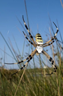 Drucke von Die Wespenspinne ist eine Arten der Raubwurmspinnen (Orbweber). Diese Spinne wird weiblich gefunden und trägt ein Netz aus ihrem Körper Bilder Datiert 2010 August: Gottesdienstschwärmer spinnt Insekten