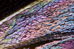 Hymenoptera Order Insects Drucke: Wasp wing